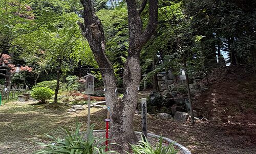 東久邇盛厚殿下（お手植え楠）