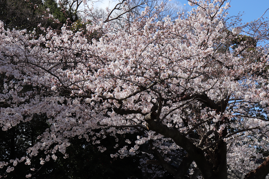 走井山の桜